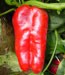 Pimiento lamuyo Rainbow F1