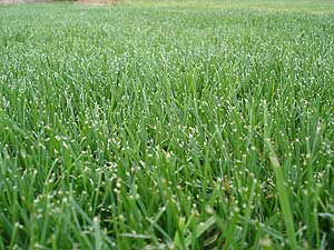 Festuca elevada Debussy I