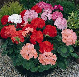 Geranio Border F1