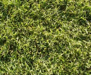 Csped Festuca Rubra Florensate