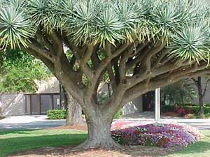 Dracaena Draco Drago