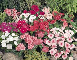 Vinca First Kiss F1