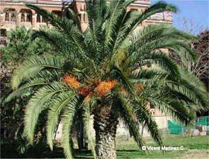 Palmera Phoenix Canariensis