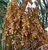 Palmera Phoenix Canariensis