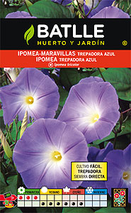 Ipomea azul