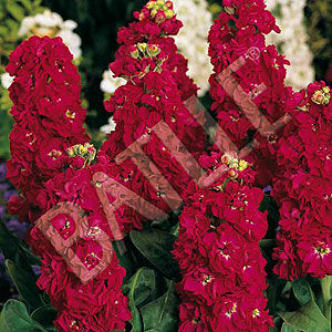 Alhel Excelsior gigante rojo