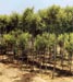 Ligustrum Japonica Variegata