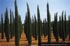 Cupressus