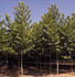 Platanus hispnica