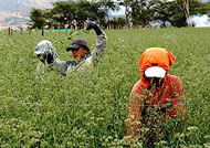 Planta ornamental y crisis econ�mica mundial