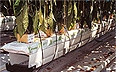 Cultivo sin Suelo