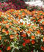 Sunpatiens