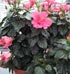 Hibiscus 'Sunny Cities'