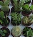 Cactus en bandeja