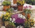 Plantas vivaces