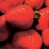 BG 625, variedad de da corto y maduracin media