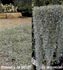 Dichondra Silver Falls