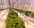 Canal de cultivo hidrponico