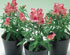 Magic rose eye F1