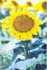 Girasol Corts