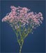 My Pink