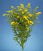 Solidago Golden Glory