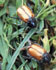 Contra la larva del escarabajo en cspedes
