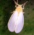Proteccin biolgica para la mosca blanca