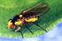 Controlar la mosca minadora