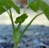Lombrico Germinador