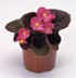 Begonia semperflorens Nightlife