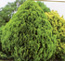 Thuja Orientalis