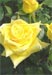 Amante