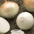 Cebolla 'Blanca Dulce de Fuentes'