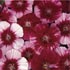 Dianthus chinensis - Corona