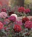 Dianthus barbatus - Rondo