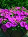 Petunia Ramblin'