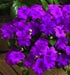 Impatiens Xtreme