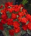 Impatiens walleriana 'Xtreme'