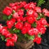 Impatiens walleriana 'Accent'