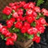 Impatiens walleriana 'Mosaic'
