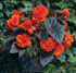 Begonia tuberosa 'Go-Go'
