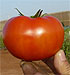 DIAMOND SEEDS, S.L. - Tomate determinado redondo Tuenty F1