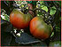 DIAMOND SEEDS, S.L. - Tomate ISI 65304 F1