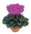 n 4090 Violeta
