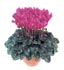 n 4096 Magenta prpura