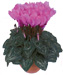 Rosa de Persia n 4085