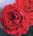 Red Leonardo Da Vinci