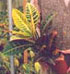 Codiaeum variegatum «Petra»