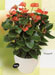 Anthurium, Phalaenopsis and Bromeliaceae